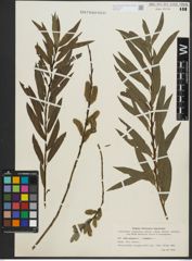 Foto von Salix purpurea L. x Salix viminalis L.